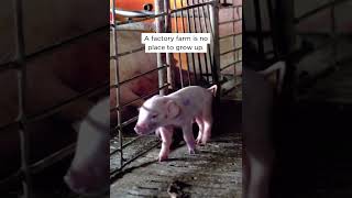 A Factory Farm is No Place to Grow Up