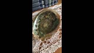 Large Rare Abalone Shell Ornament, GREAT FIND!