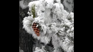 Банско  Лыжи  Лыжи не главное