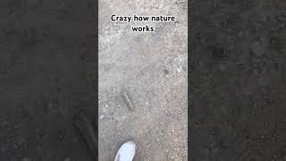 Crazy How Nature Works