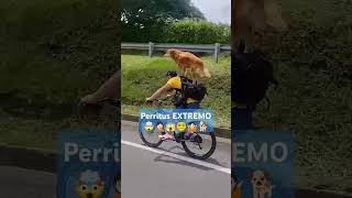 🐕 Perritus EXTREMO #dog #extreme #doglife #perrosdivertidos #doglover #wtf #viralvideo