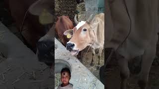 #funny #crazycow #animals #cute #cow #animal #sound #comedy #shortvideo