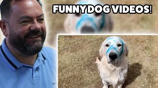 BRITS React to Good Boys Being Bad Dogs 🐶 Funny Dog Videos