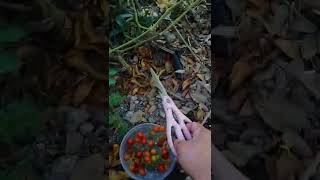 picking wild cherry tomatoes in lowland