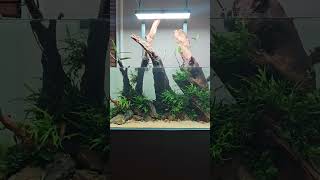 TAKASHI AMANO HOME AQUARIUM PROJECT #aquascaping #aquariumhobby #fishtank #nature #plantedaquarium