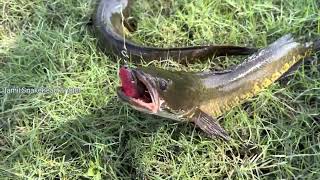 Hunter Frog Lure | Frog Fishing | Snakehead Fishing 🎣 | Frog Review Video | Snakehead Lures 🐸