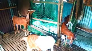 ছাগল পালন!Goat framing!ছাগল পালন সম্পর্কে সচেতনতামূলক তথ্য! Goat framing project information!