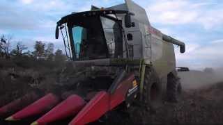 Kukorica aratás - Corn harvest : Claas Lexion 660, 550, John Deere 8120, 6830, Fendt 412