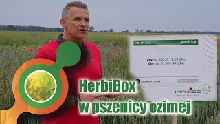 Herbibox w pszenicy ozimej