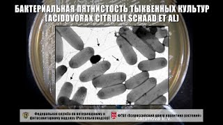 Бактериальная пятнистость тыквенных культур (Acidovorax citrulli Schaad et al)