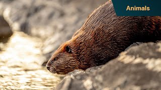 The morning beauty regime of a beaver | Secret Life Of The Forest