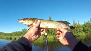 Pêcher le Brochet au BuzzBait (pêche en famille) BuzzBait Pike Fishing