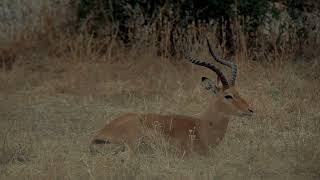 TARANGIRE NATIONAL PARK #subscribe #nature #travel #water #beach