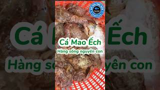 Cá Mao Ếch Sống Giao Tận Nơi TpHCM và Nhận Đóng Hàng Sống Giao Toàn Quốc #cá_mao_ếch #giá_cá_mao_ếch