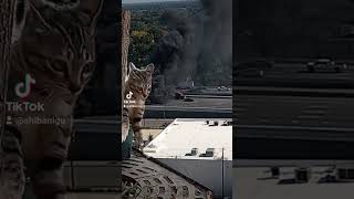 Cat watching a truck burn to the ground #capcut #cat