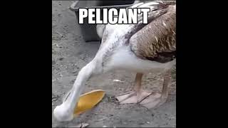 Pelican't