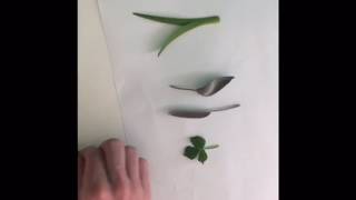 Leaf rubbing craft