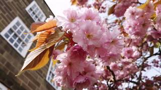 St Mary's College, Durham - beautiful spring blossom trees