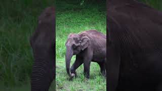 Wild elephant grasses eating #shorts #youtubeshorts