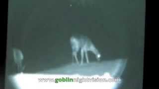 Digital night vision video of a deer.