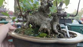 BÁO GIÁ - Phôi Cây Si Bonsai “Dáng Làng” Bao Đẹp - Bao Rẻ