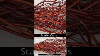 Scarlet Curls Willow in Winter