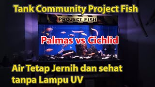 Tips Menjaga Air Aquarium tetap Jernih dan Sehat | Update Tank Cichlid Gue