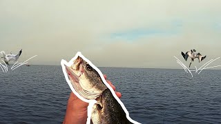 Catching Speckled Trout Under Diving Birds in Cypremort Point LA