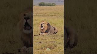 El rugido de un rey (Olepolos, Salas Boys). #lion #nature #wildlife #shorts #short #viralvideo