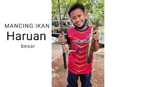 mancing ikan haruan saiz babun!!!!