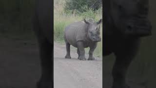 Baby rhino looks adorable while sprinting up & down the road