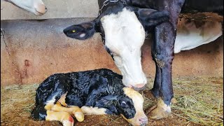 The amazing motherly love of a cow for her newborn calf 🥺🥰