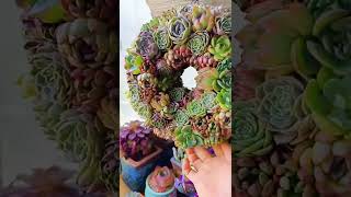 Satisfying Succulent Diy #24