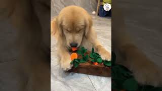 Latest Funny Dogs Clips So Cute Funny Dogs Videos Compilations 🐶😁😁 -EPS1109 #funnydogs