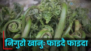 बहुगुणी निगुराेः निगुराे खानुका फाइदाहरू ।। Fiddlehead Fern ।। @EverestFaceTV @ChanndraTamang