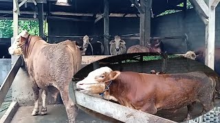 Penampungan Sapi-Sapi Jumbo Buat Qurban