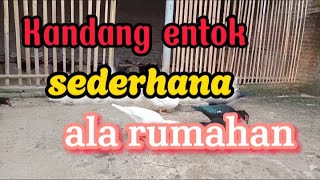 Kandang entok sederhana ala rumahan