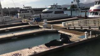 Pier 39 sea lion