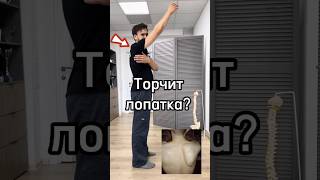 Торчит лопатка? #лопатка #спина #крыловидныелопатки #упражнения