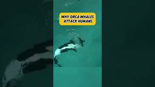 Why orca whales attack humans #factsdaily #factshorts #news