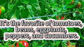 It’s the favorite of tomatoes,beans,eggplant,peppers,and cucumbers.