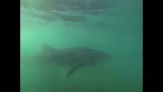 Sea Lions and Whale Sharks La Paz