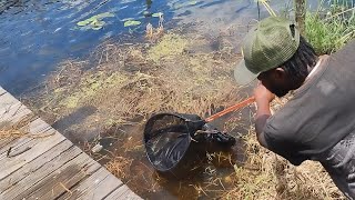 How To Catch & Fish With Wild Ghost Shrimp #howto  #fishing #shrimp #bassfishing #bluegill