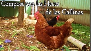 Como hacer compost con las heces de las gallinas