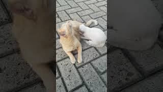 ANAK KUCING INI KEHAUSAN, KASIHAN#awolatv