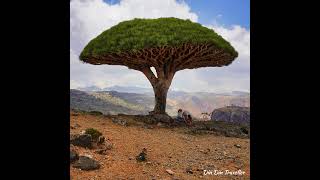 The Most Alien looking place on the Earth | Socotra Island | #alien