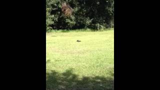 Sunday morning Gopher Tortoise