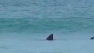 GREAT WHITE SHARK IN CAPE TOWN