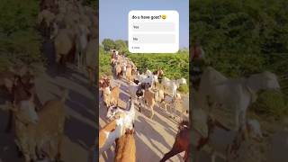 Our goats:🐐#shorts #foryou #viralvideo