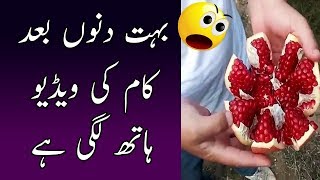 بہت دنوں بعد کام کی ویڈیو ہاتھ لگی ہے | Whatsapp Amazing Video